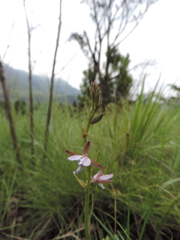 Eulophia zeyheriana