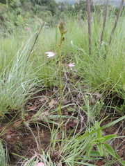 Eulophia zeyheriana