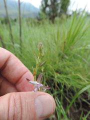 Eulophia zeyheriana