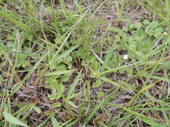 Diclis rotundifolia