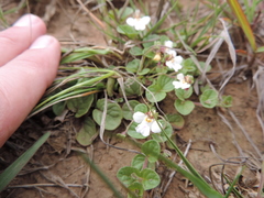 Diclis rotundifolia