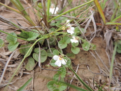 Diclis rotundifolia