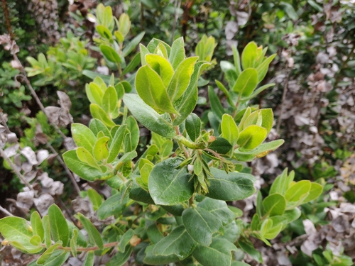 Image of Kings Mountain Manzanita (Arctostaphylos regismontana) by (c) Alexander Wentworth, some rights reserved (CC BY)