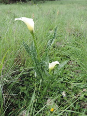 Zantedeschia albomaculata