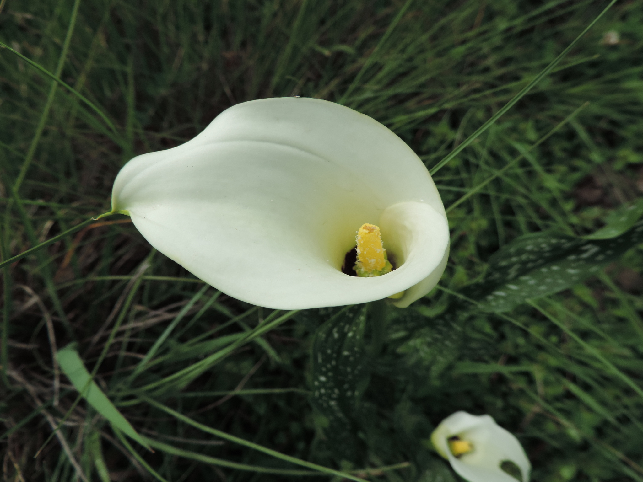 Spotted Calla Lily (Zantedeschia albomaculata) · iNaturalist