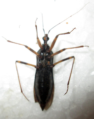 Reduvius tarsatus