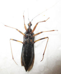 Reduvius tarsatus