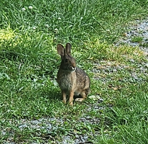 アパラチアワタオウサギ