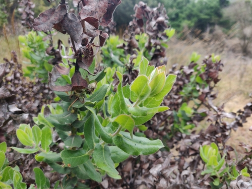 Image of Arctostaphylos regismontana by (c) Alexander Wentworth, some rights reserved (CC BY)