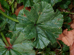Pittosporaceae