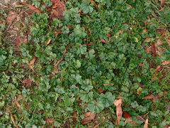 Pittosporaceae