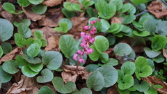 Pyrola asarifolia incarnata