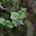 Scrophularia urticifolia - Photo (c) Setsuna, some rights reserved (CC BY-NC), uploaded by Setsuna