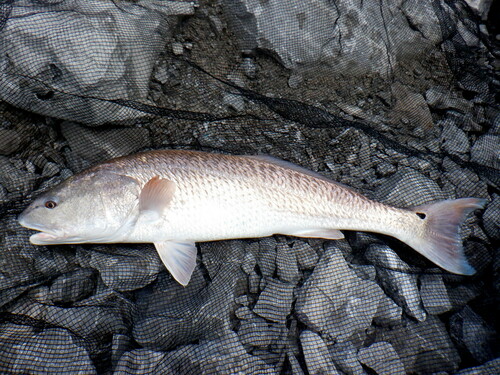 Red Drum