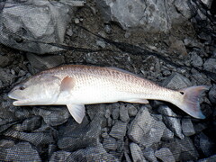Red Drum photo 2