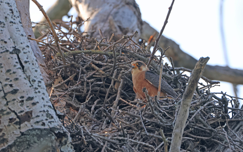 Cernícalo patirrojo (Falco vespertinus)
