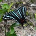 Black Swordtail - Photo (c) Richard Johnstone, some rights reserved (CC BY-NC), uploaded by Richard Johnstone