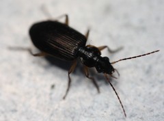 Notagonum