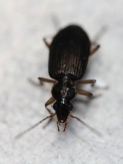 Notagonum