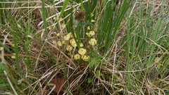 Splachnum luteum