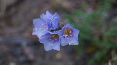 Polemonium boreale