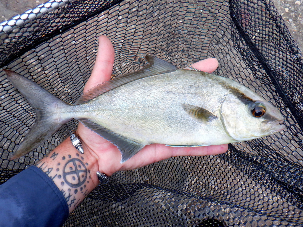 Photo of Almaco jack (Seriola rivoliana)