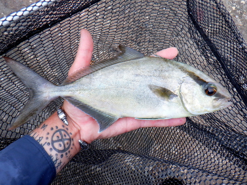 Photo of Almaco jack (Seriola rivoliana)