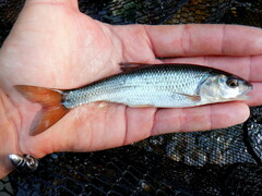 Fallfish photo 2