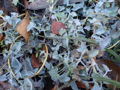 Calystegia malacophylla pedicellata