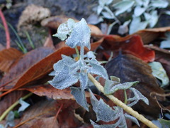 Calystegia malacophylla pedicellata