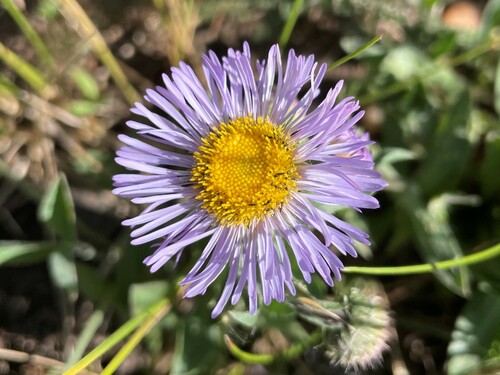 threenerve fleabane (Erigeron subtrinervis)