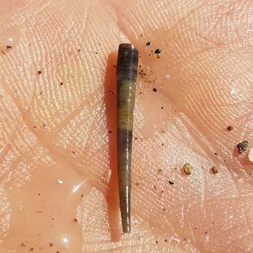 Pseudantalis rubescens