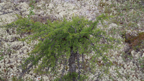 Dahurian larch