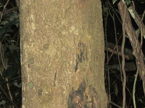 Image of Semecarpus australiensis by (c) coenobita, some rights reserved (CC BY)