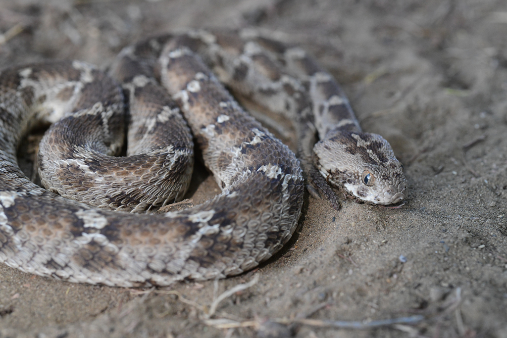 Echis pyramidum leakeyi from Marsabit County, Kenya on January 1, 2019 ...