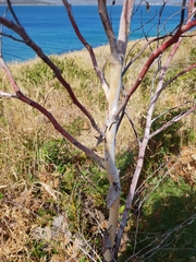 Eucalyptus tenuiramis