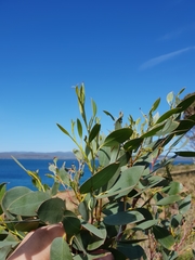 Eucalyptus tenuiramis