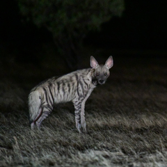 Hyaena hyaena