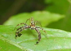 Telamonia