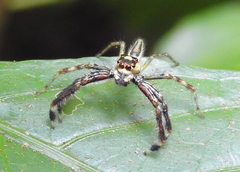 Telamonia