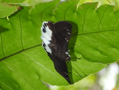 Tagiades ultra