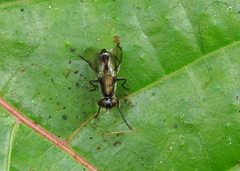 Diptera