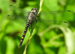 Onychothemis testacea