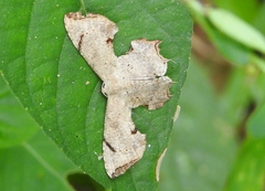 Dysaethria quadricaudata