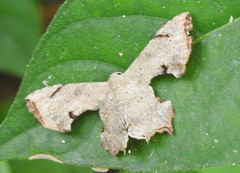 Dysaethria quadricaudata