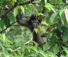 Trachypithecus phayrei