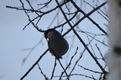 Pyrrhula pyrrhula cineracea