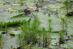 Limnophila brownii