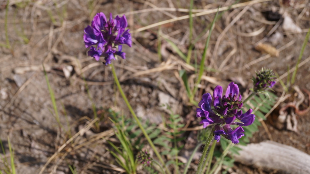 Oxytropis adamsiana