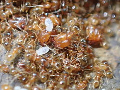 Pheidole pilifera